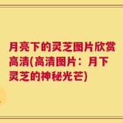 月亮下的灵芝图片欣赏高清(高清图片：月下灵芝的神秘光芒)