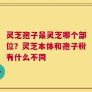 灵芝孢子是灵芝哪个部位？灵芝本体和孢子粉有什么不同