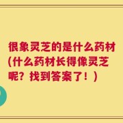 很象灵芝的是什么药材(什么药材长得像灵芝呢？找到答案了！)