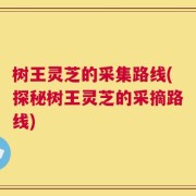 树王灵芝的采集路线(探秘树王灵芝的采摘路线)