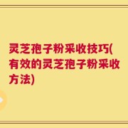 灵芝孢子粉采收技巧(有效的灵芝孢子粉采收方法)
