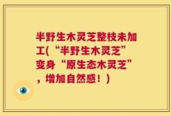 半野生木灵芝整枝未加工(“半野生木灵芝”变身“原生态木灵芝”，增加自然感！)