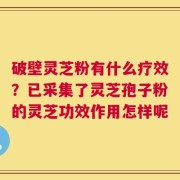 破壁灵芝粉有什么疗效？已采集了灵芝孢子粉的灵芝功效作用怎样呢