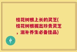 桂花树根上长的灵芝(桂花树根掘出珍贵灵芝，滋补养生必备佳品)
