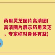 药用灵芝图片高清图(高清图片展示药用灵芝，专家称对身体有益)