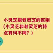 小灵芝跟老灵芝的区别(小灵芝和老灵芝的特点有何不同？)