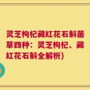 灵芝枸杞藏红花石斛菌草四种：灵芝枸杞、藏红花石斛全解析)