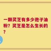 一颗灵芝有多少孢子油粉？灵芝是怎么生长的？