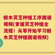 椴木灵芝种植工序图谱视频(掌握灵芝种植全流程！从零开始学习椴木灵芝种植图谱视频)