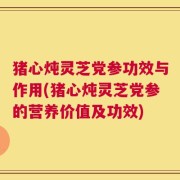 猪心炖灵芝党参功效与作用(猪心炖灵芝党参的营养价值及功效)