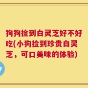 狗狗捡到白灵芝好不好吃(小狗捡到珍贵白灵芝，可口美味的体验)