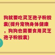 狗就要吃灵芝孢子粉胶囊(提升宠物身体健康，狗狗也需要食用灵芝孢子粉胶囊)