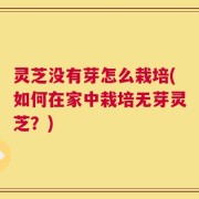 灵芝没有芽怎么栽培(如何在家中栽培无芽灵芝？)
