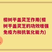 榄树平盖灵芝作用(榄树平盖灵芝的功效增强免疫力和抗氧化能力)