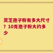 灵芝孢子粉有多大尺寸？10克孢子粉大约多少