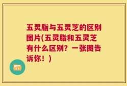 五灵脂与五灵芝的区别图片(五灵脂和五灵芝有什么区别？一张图告诉你！)