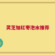 灵芝加红枣泡水推荐