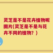 灵芝是不是花卉植物呢图片(灵芝是不是与花卉不同的植物？)