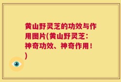 黄山野灵芝的功效与作用图片(黄山野灵芝：神奇功效、神奇作用！)
