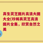 真生灵芝图片高清大图大全(珍稀真灵芝高清图片全集，欣赏自然之美