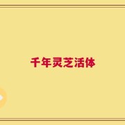 千年灵芝活体