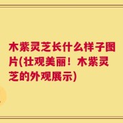 木紫灵芝长什么样子图片(壮观美丽！木紫灵芝的外观展示)