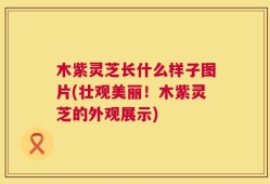 木紫灵芝长什么样子图片(壮观美丽！木紫灵芝的外观展示)