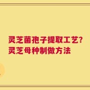 灵芝菌孢子提取工艺？灵芝母种制做方法