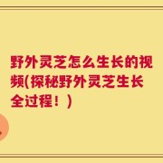 野外灵芝怎么生长的视频(探秘野外灵芝生长全过程！)