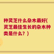 种灵芝什么杂木最好(灵芝最佳生长的杂木种类是什么？)
