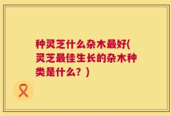 种灵芝什么杂木最好(灵芝最佳生长的杂木种类是什么？)