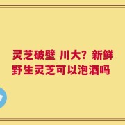 灵芝破壁 川大？新鲜野生灵芝可以泡酒吗