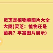 灵芝是植物嘛图片大全大图(灵芝：植物还是菌类？丰富图片展示)