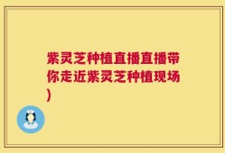 紫灵芝种植直播直播带你走近紫灵芝种植现场)