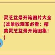 灵芝盆景开箱图片大全(盆景收藏家必看：精美灵芝盆景开箱图集！)