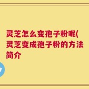 灵芝怎么变孢子粉呢(灵芝变成孢子粉的方法简介