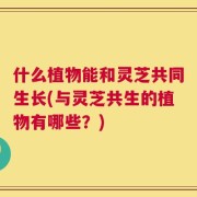 什么植物能和灵芝共同生长(与灵芝共生的植物有哪些？)