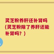 灵芝粉养肝还补肾吗 (灵芝粉除了养肝还能补肾吗？)