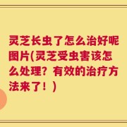 灵芝长虫了怎么治好呢图片(灵芝受虫害该怎么处理？有效的治疗方法来了！)