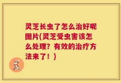 灵芝长虫了怎么治好呢图片(灵芝受虫害该怎么处理？有效的治疗方法来了！)