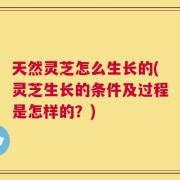 天然灵芝怎么生长的(灵芝生长的条件及过程是怎样的？)