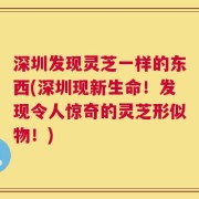深圳发现灵芝一样的东西(深圳现新生命！发现令人惊奇的灵芝形似物！)