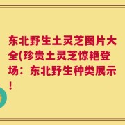 东北野生土灵芝图片大全(珍贵土灵芝惊艳登场：东北野生种类展示！