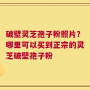 破壁灵芝孢子粉照片？哪里可以买到正宗的灵芝破壁孢子粉