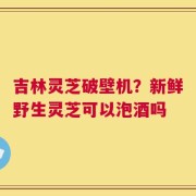 吉林灵芝破壁机？新鲜野生灵芝可以泡酒吗