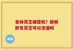 吉林灵芝破壁机？新鲜野生灵芝可以泡酒吗