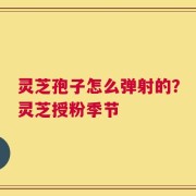 灵芝孢子怎么弹射的？灵芝授粉季节