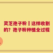 灵芝孢子粉昰这样收割的？孢子粉种植全过程
