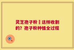 灵芝孢子粉昰这样收割的？孢子粉种植全过程
