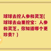 球球去挖人参和灵芝(球球去山里挖宝：人参和灵芝，你知道哪个更珍贵？)
